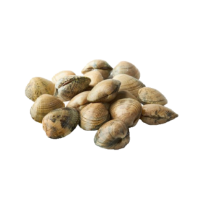 almeja fina