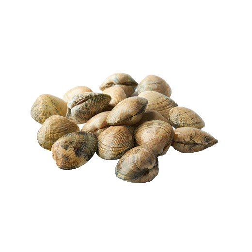 almeja fina