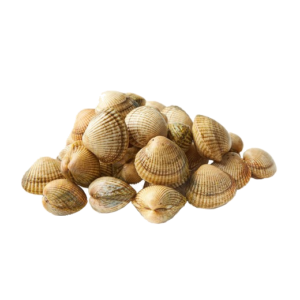 berberecho gallego