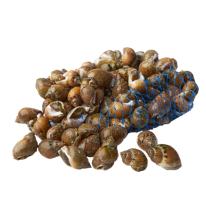 caracolillo