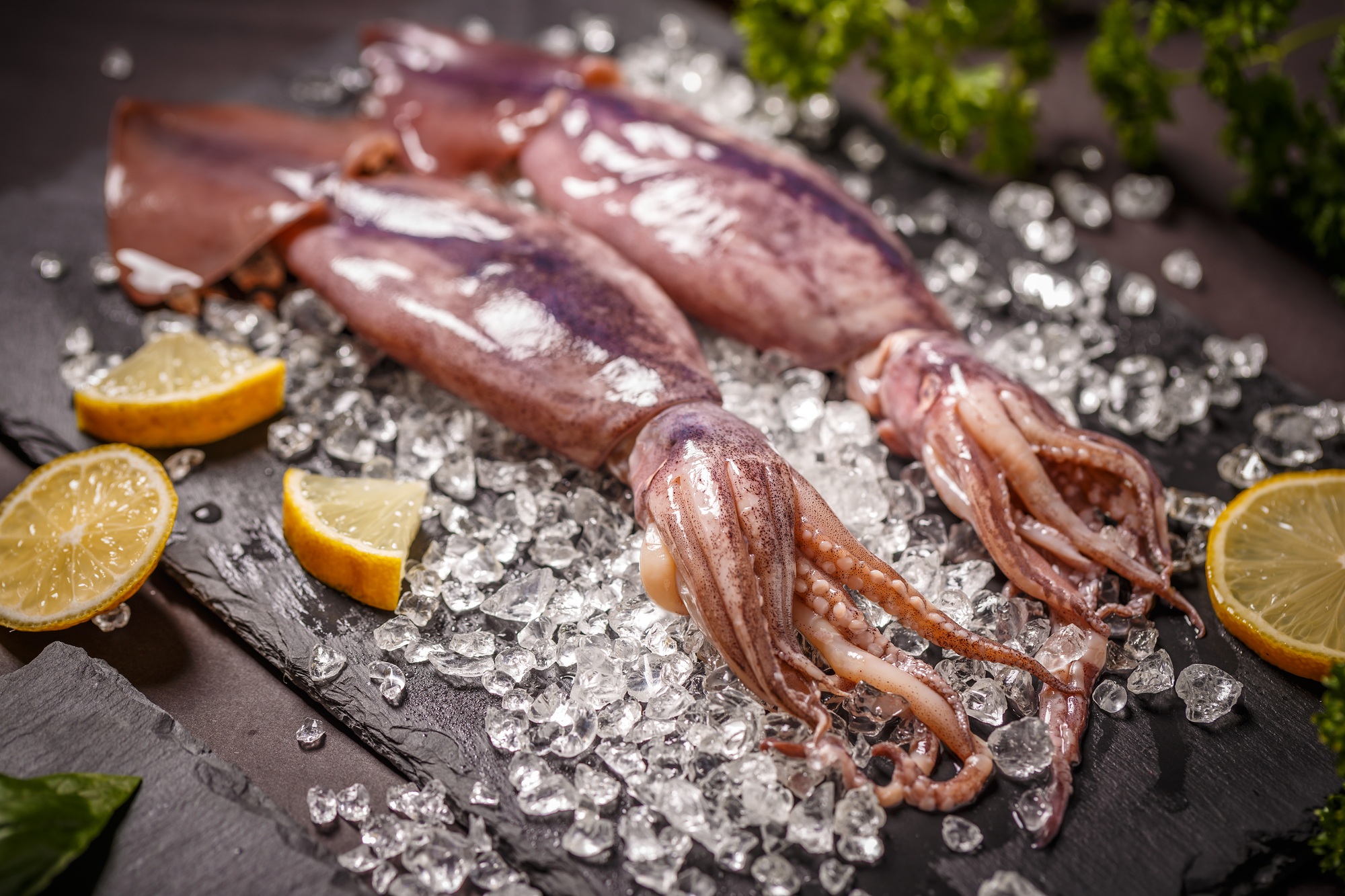 Fresh raw squid