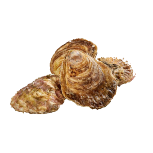 ostra gallega especial