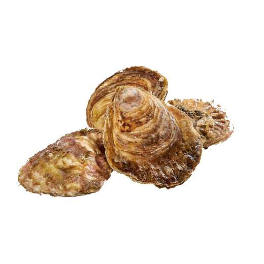 ostra gallega especial