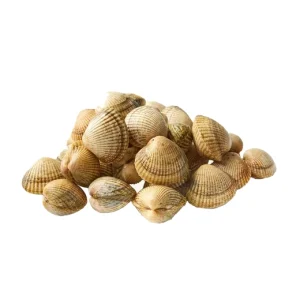 Berberecho Gordo Grande