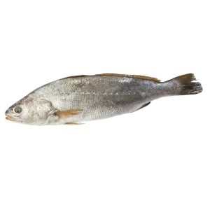 Corvina Piscifactotia